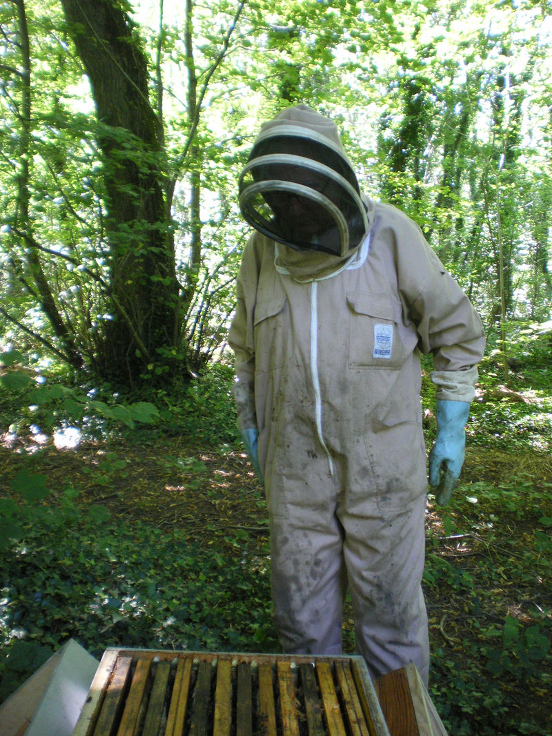 La ruche Astéropode