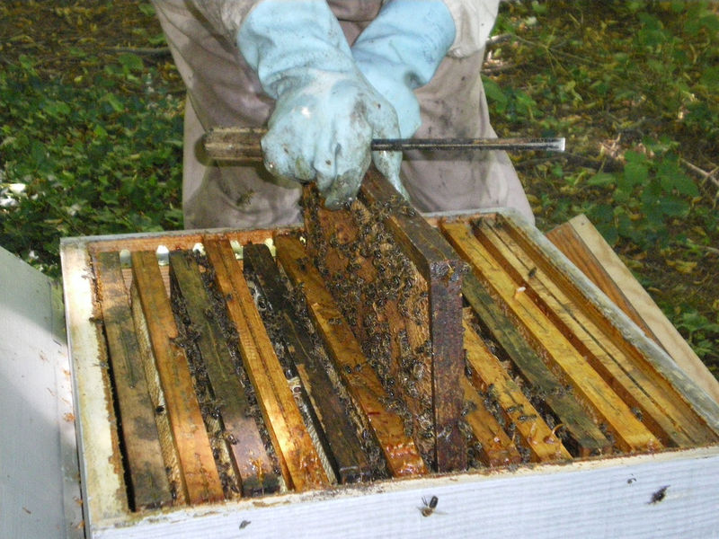 La ruche Astéropode