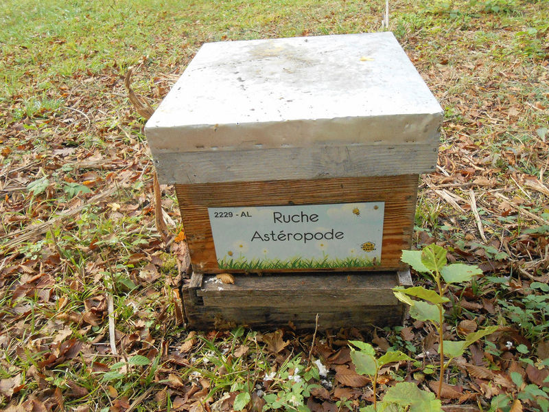 La ruche Astéropode