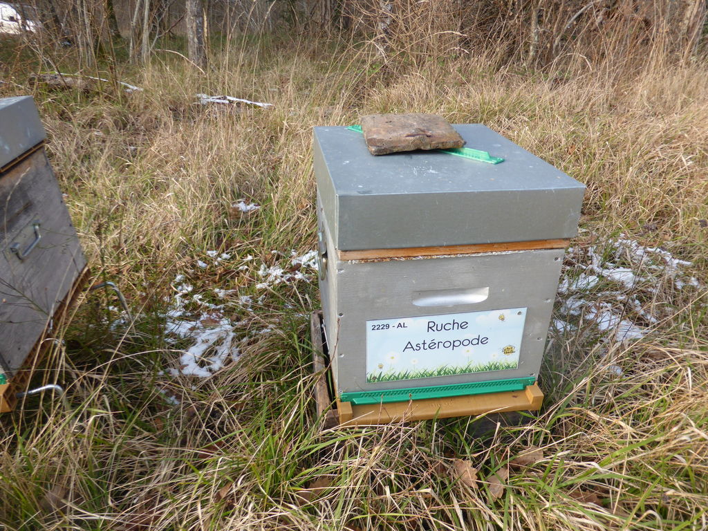 La ruche Astéropode