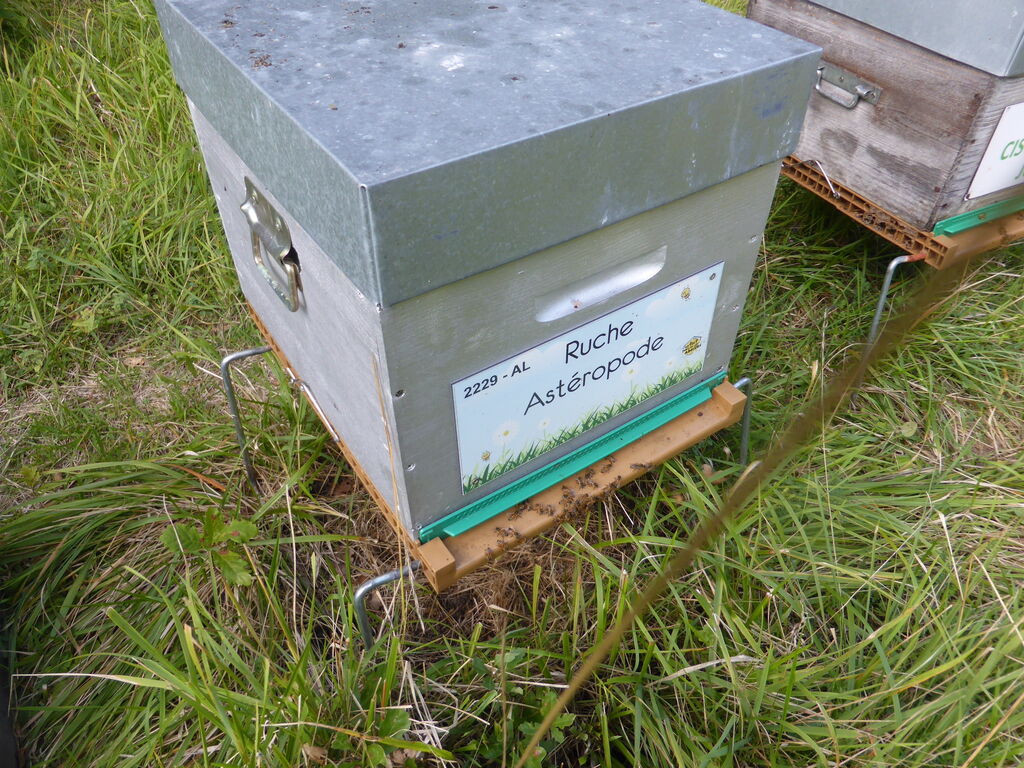 La ruche Astéropode