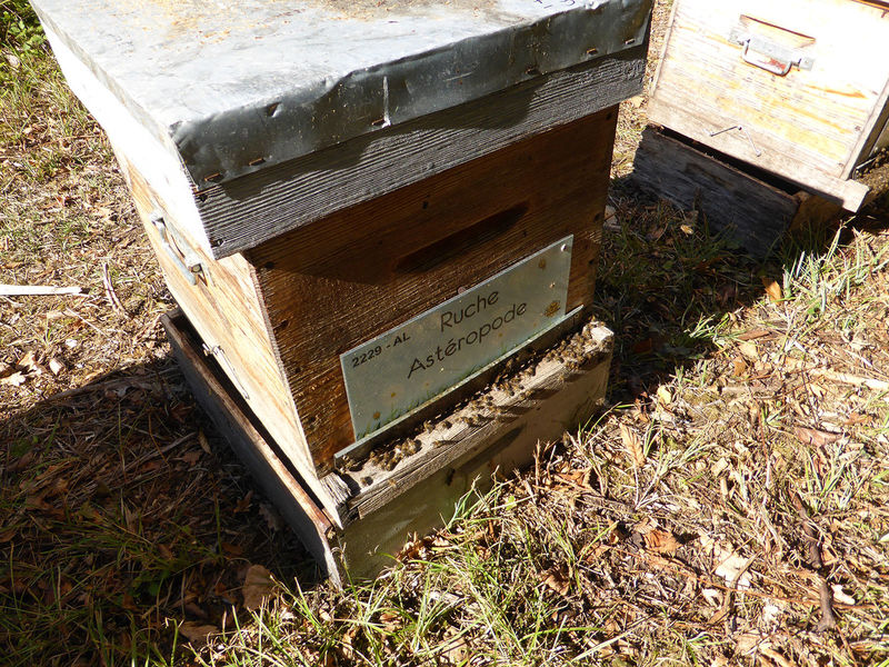 La ruche Astéropode