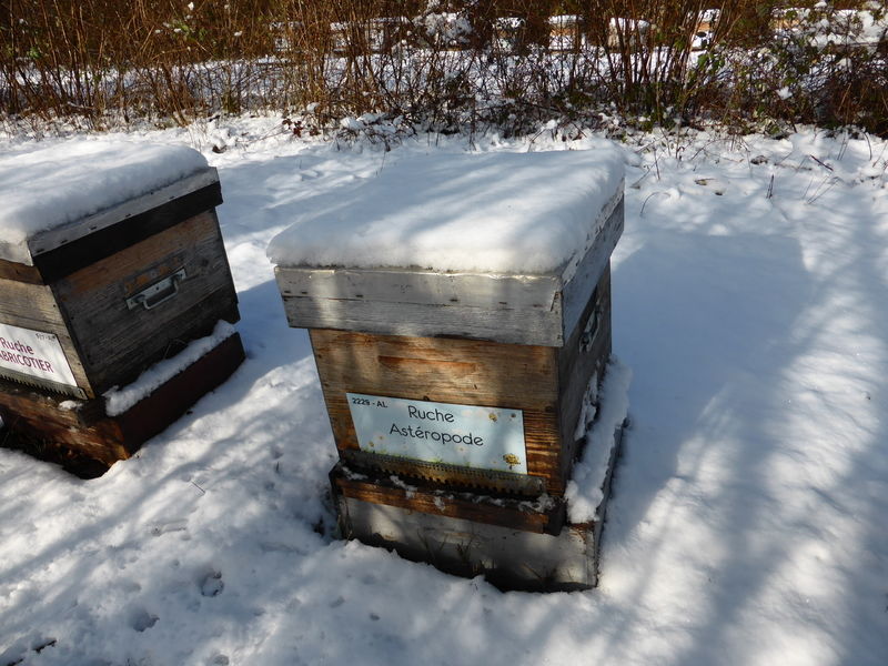 La ruche Astéropode