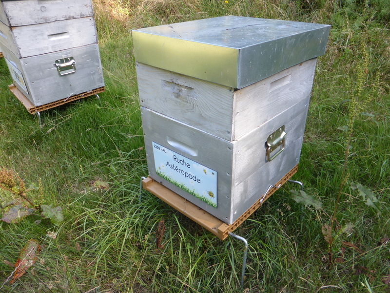 La ruche Astéropode