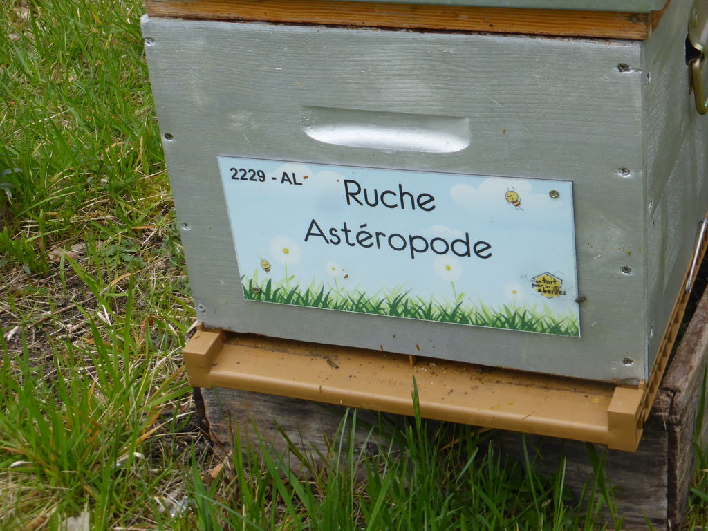 La ruche Astéropode