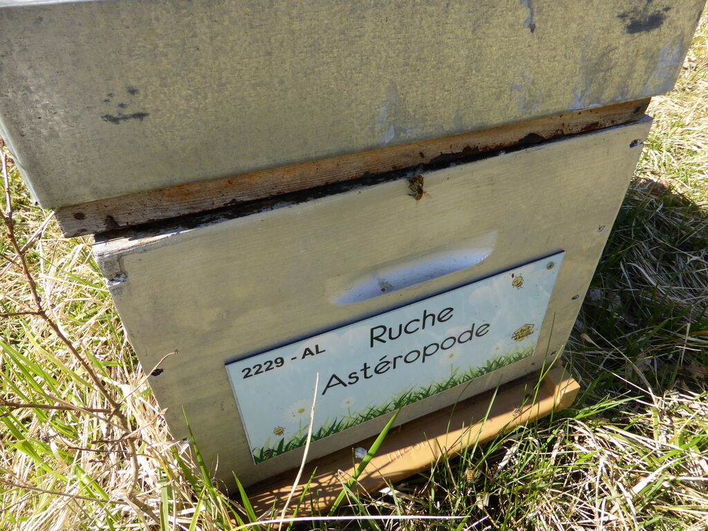 La ruche Astéropode