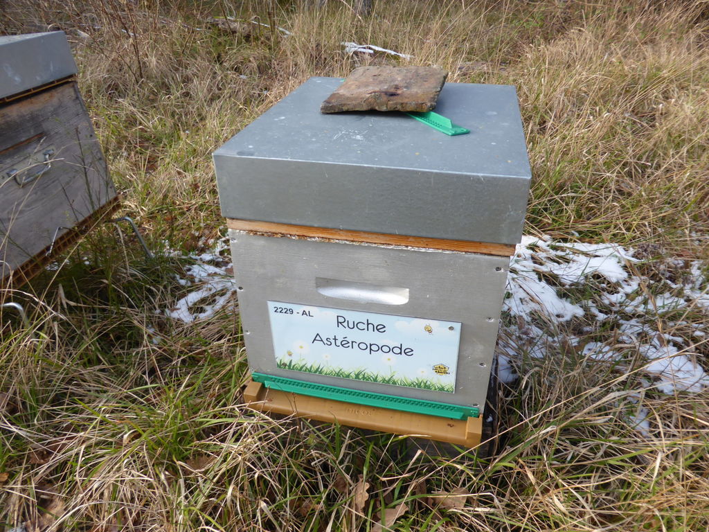 La ruche Astéropode