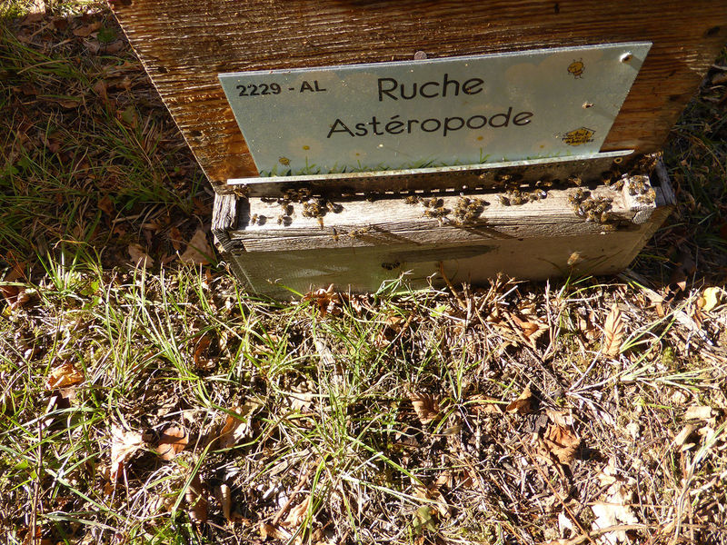 La ruche Astéropode