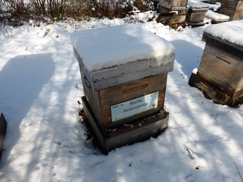 La ruche Astéropode