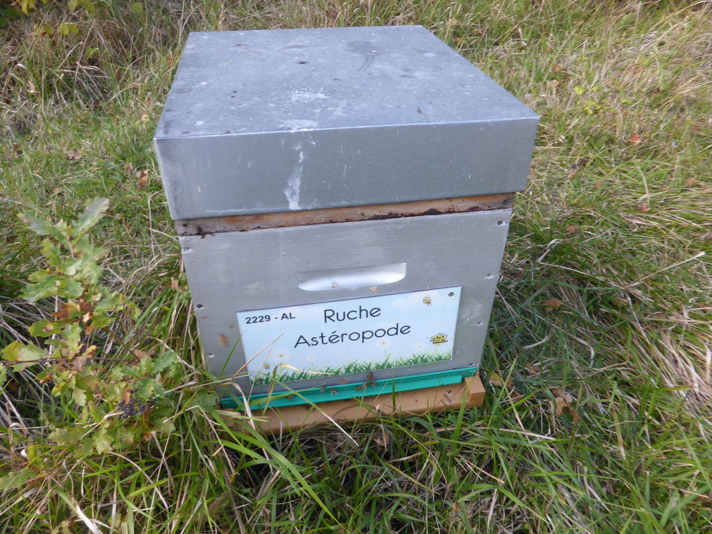 La ruche Astéropode