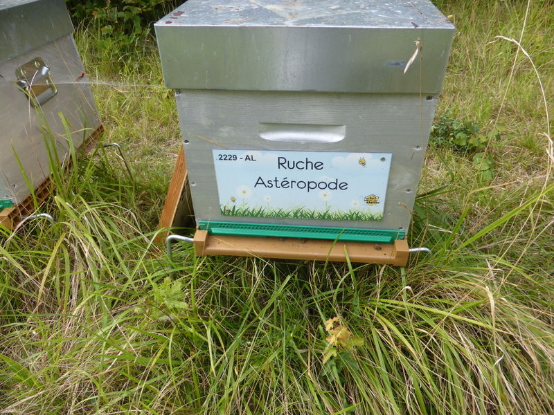 La ruche Astéropode