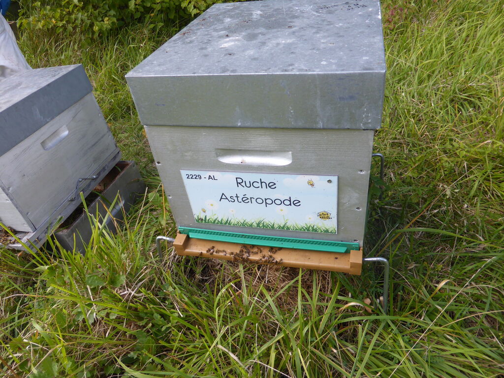 La ruche Astéropode