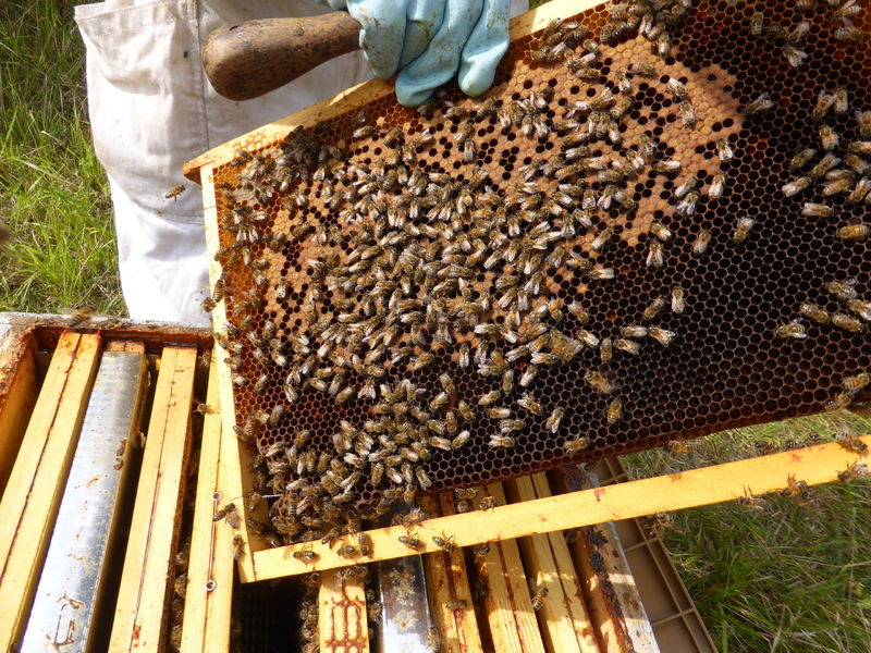 La ruche Astéropode