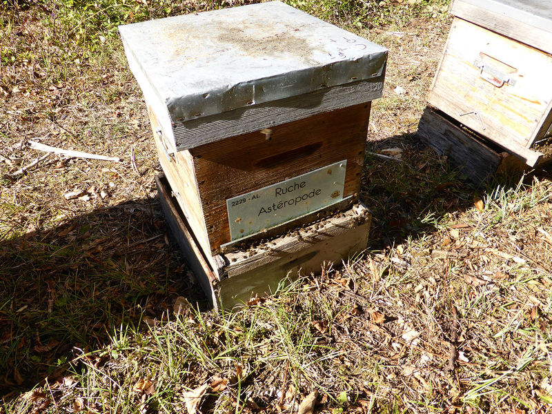 La ruche Astéropode