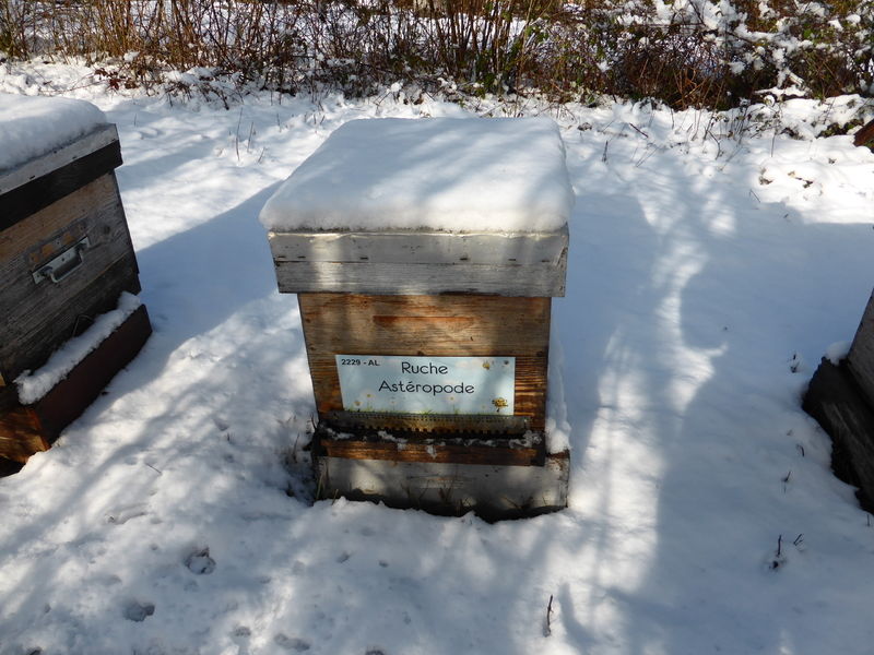 La ruche Astéropode