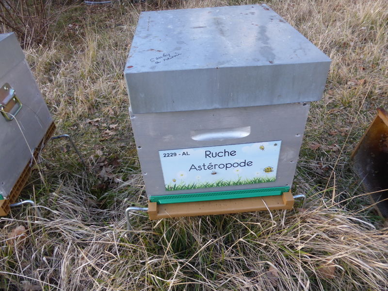 La ruche Astéropode