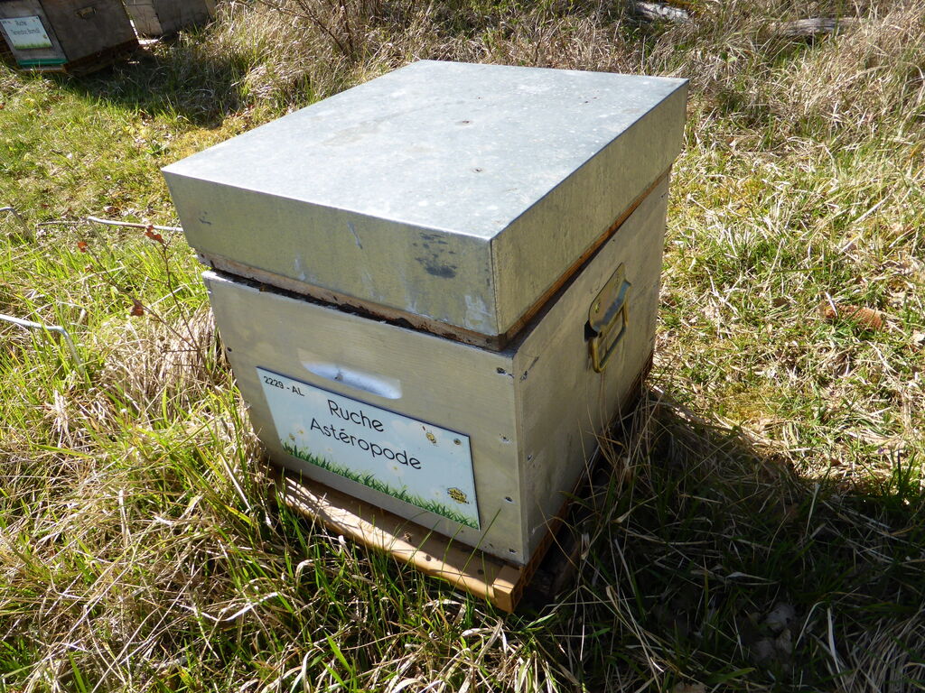 La ruche Astéropode