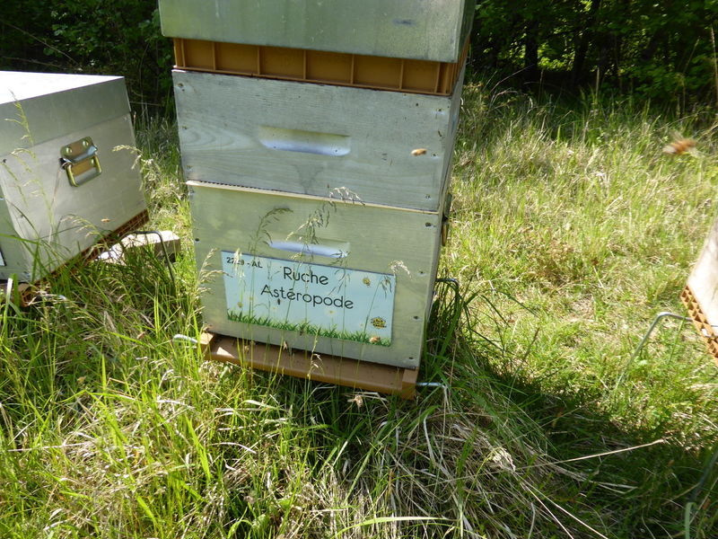 La ruche Astéropode
