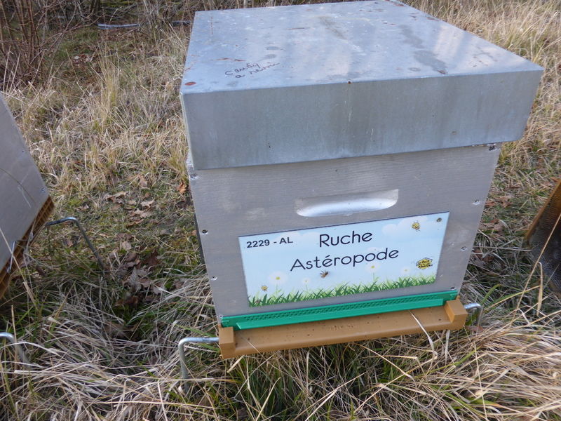 La ruche Astéropode