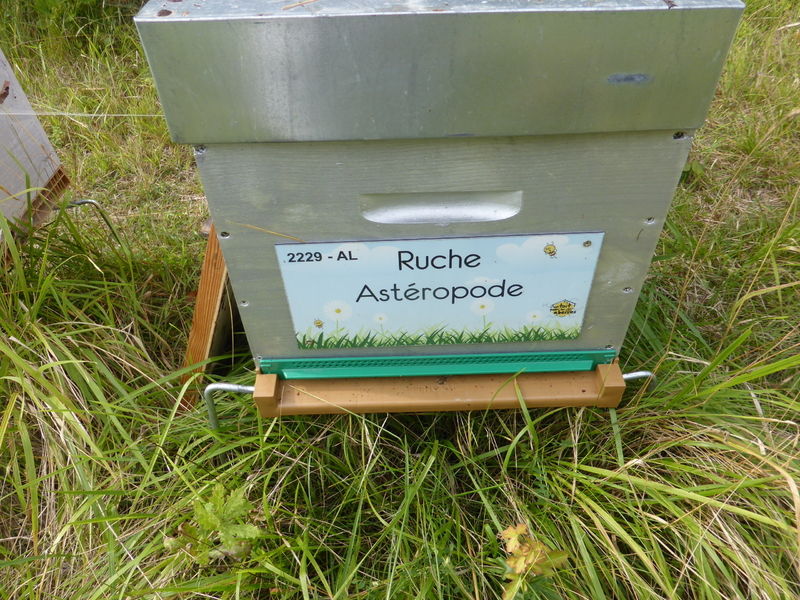 La ruche Astéropode