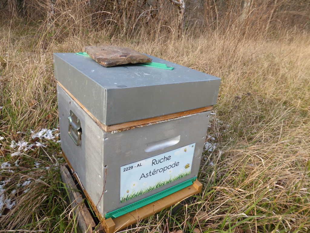 La ruche Astéropode