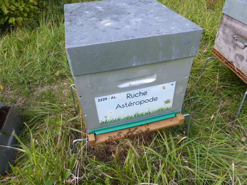 La ruche Astéropode