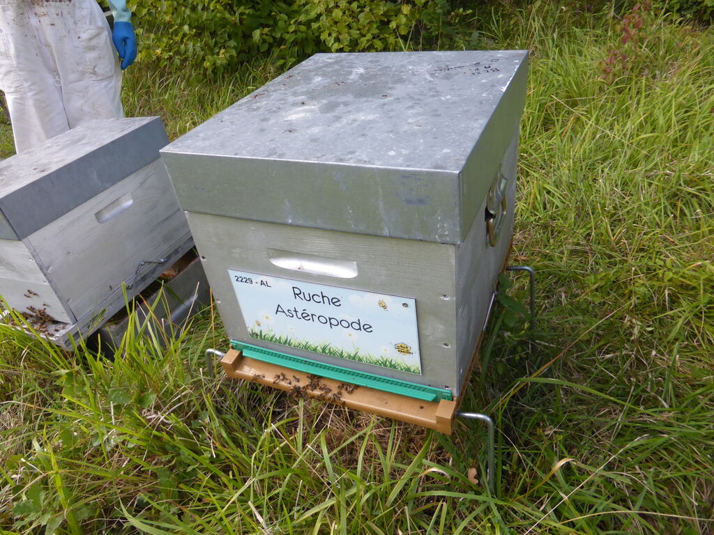 La ruche Astéropode