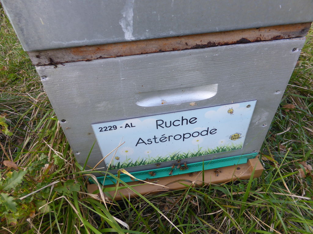 La ruche Astéropode