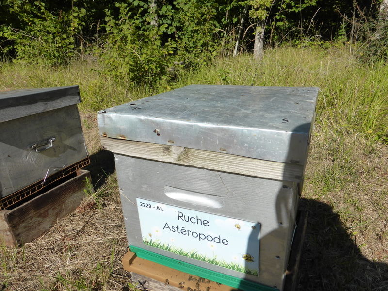 La ruche Astéropode
