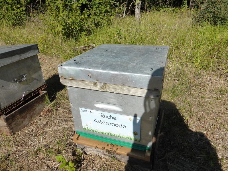 La ruche Astéropode