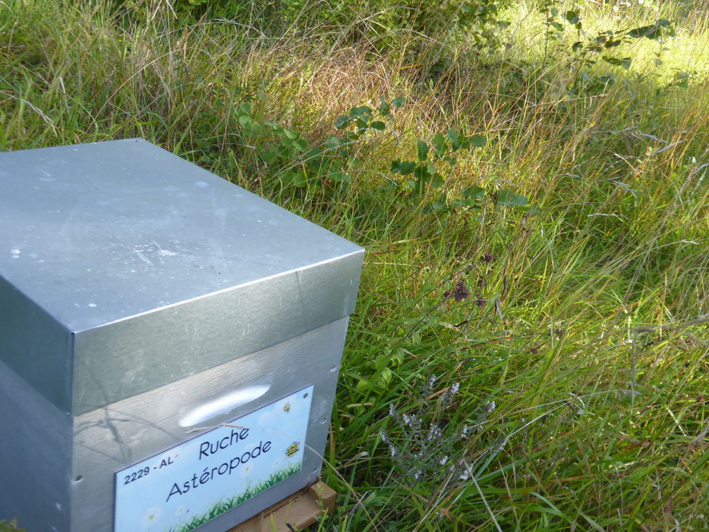 La ruche Astéropode