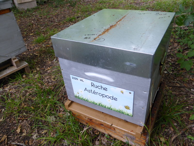 La ruche Astéropode