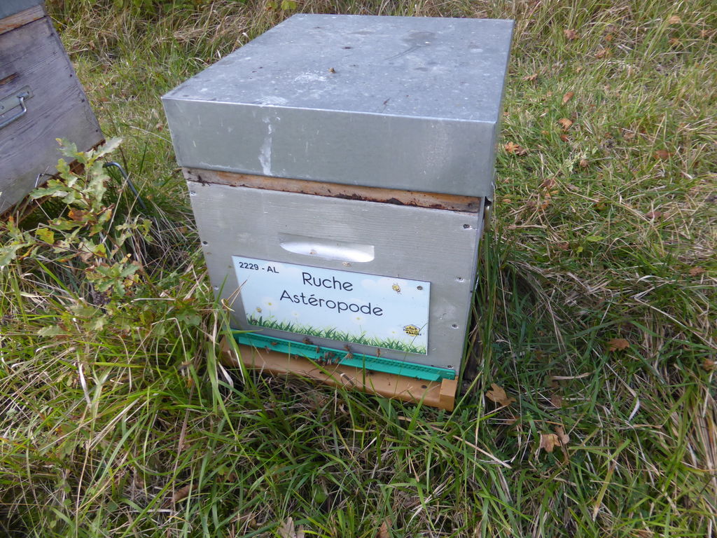 La ruche Astéropode