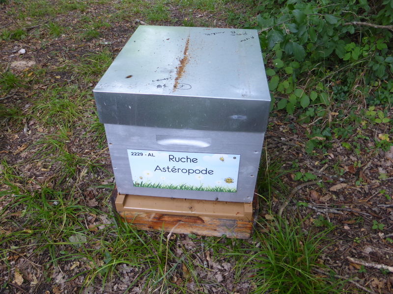 La ruche Astéropode