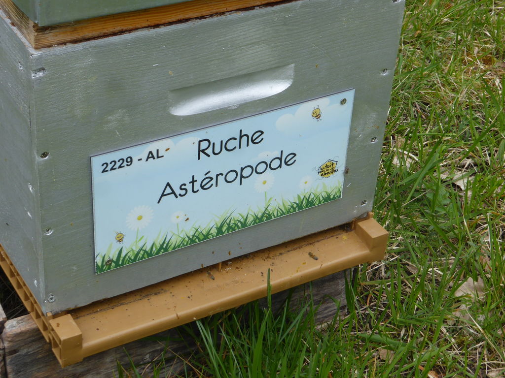 La ruche Astéropode
