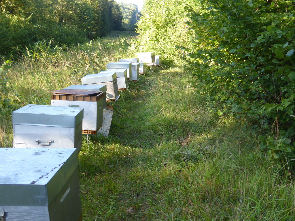 La ruche Astéropode