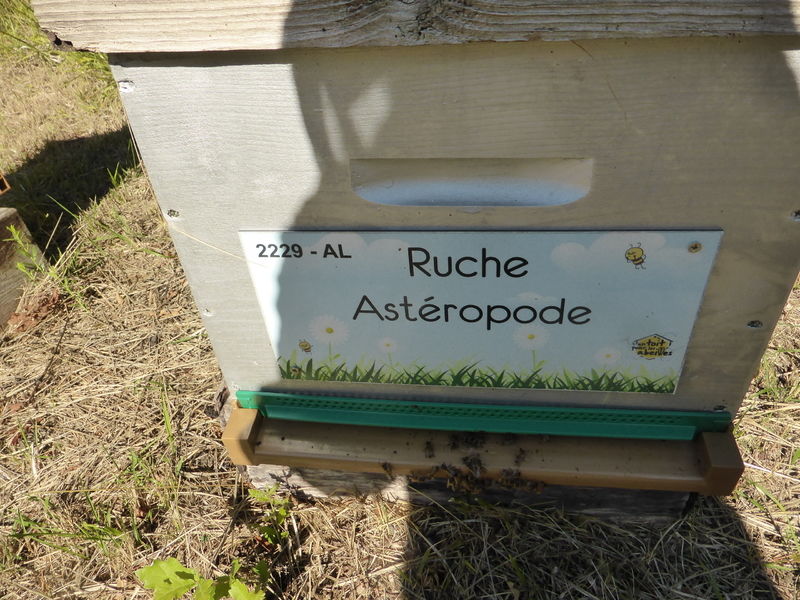 La ruche Astéropode