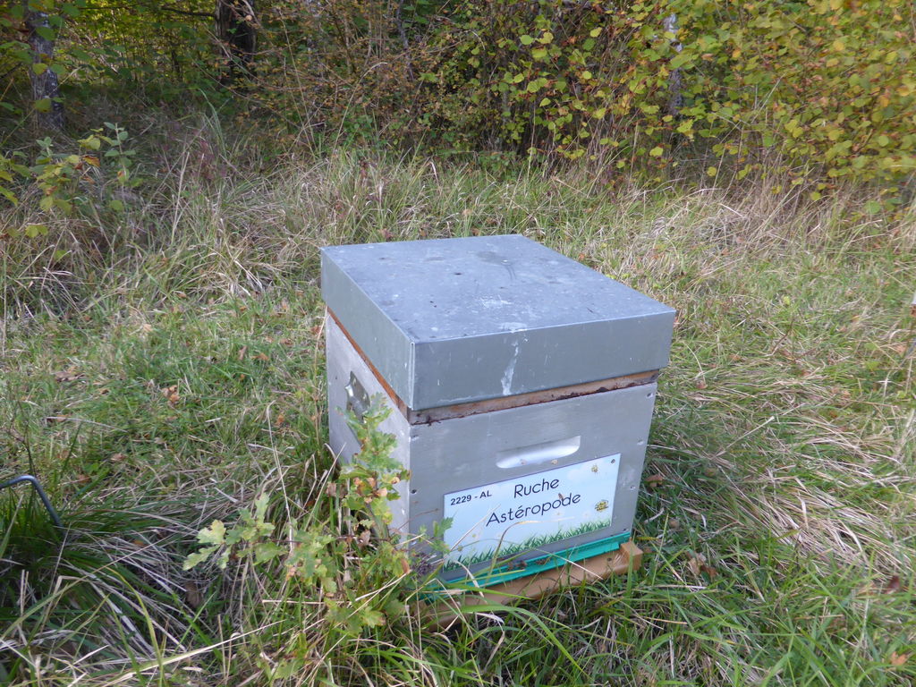 La ruche Astéropode