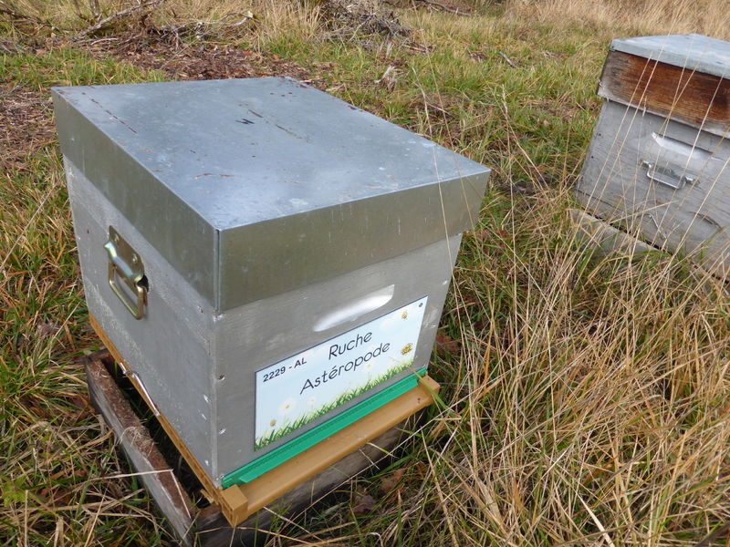 La ruche Astéropode
