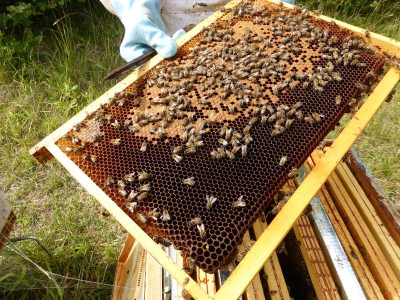 La ruche Astéropode