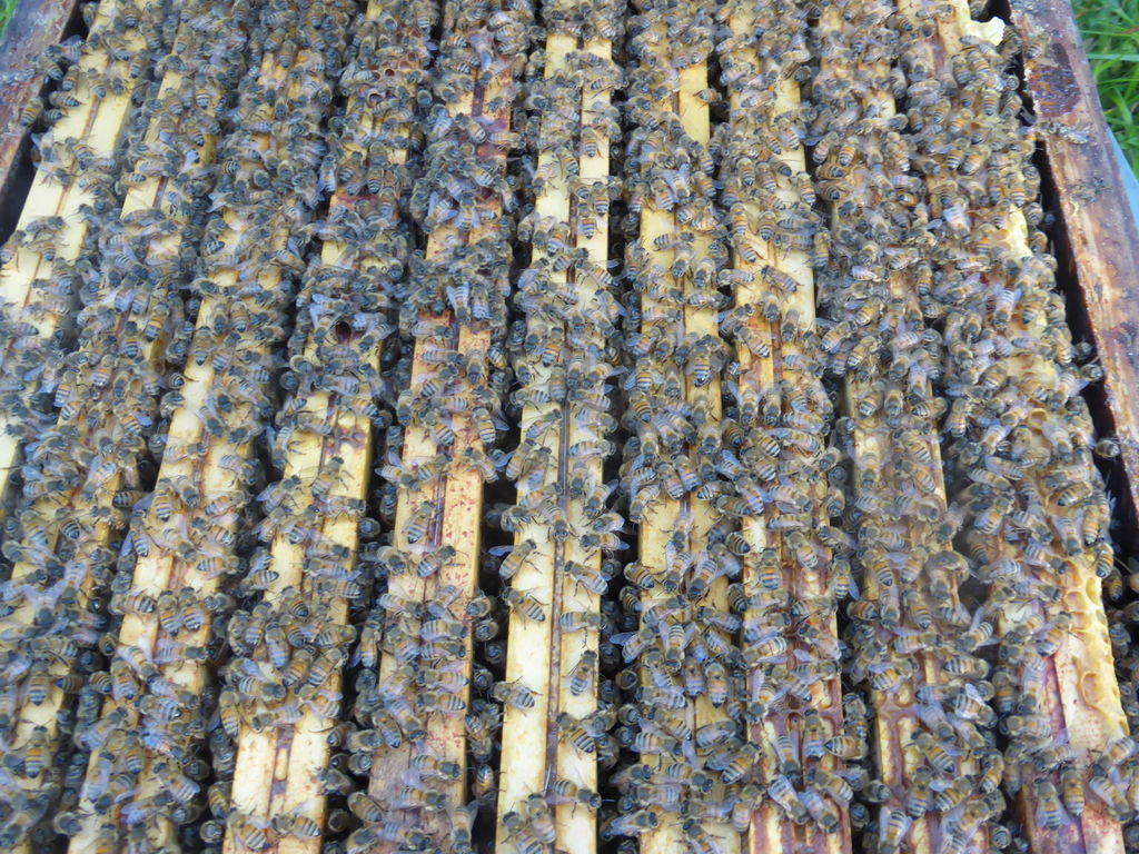 La ruche Astéropode