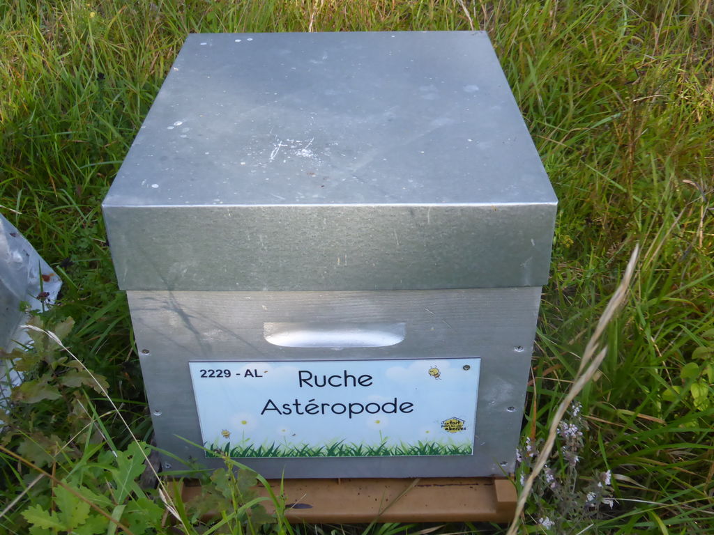La ruche Astéropode