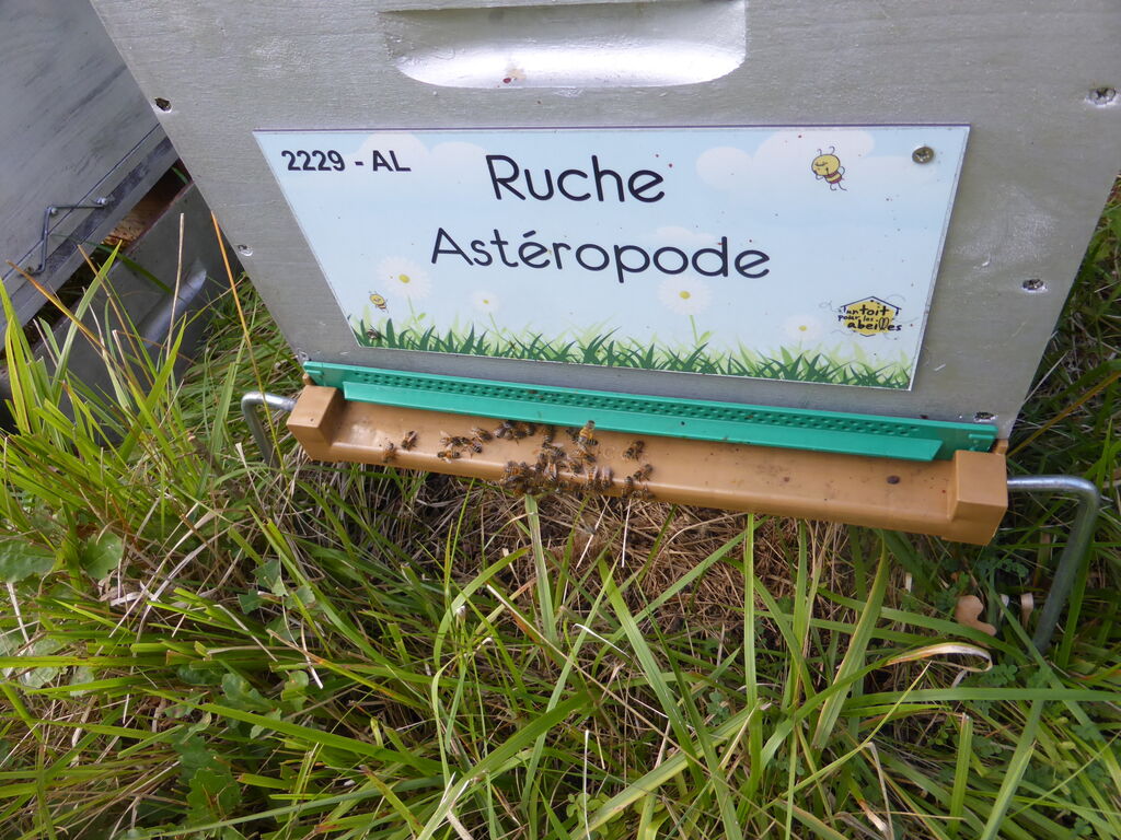 La ruche Astéropode