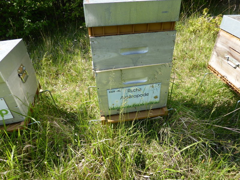 La ruche Astéropode