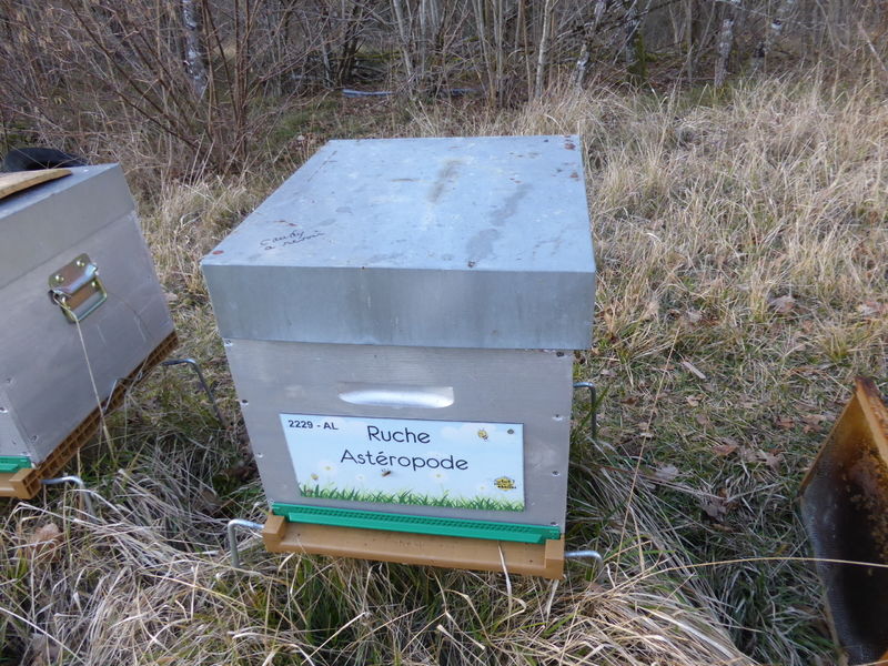 La ruche Astéropode