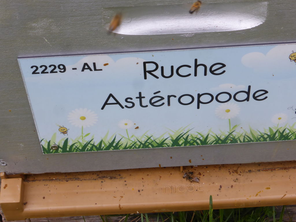 La ruche Astéropode