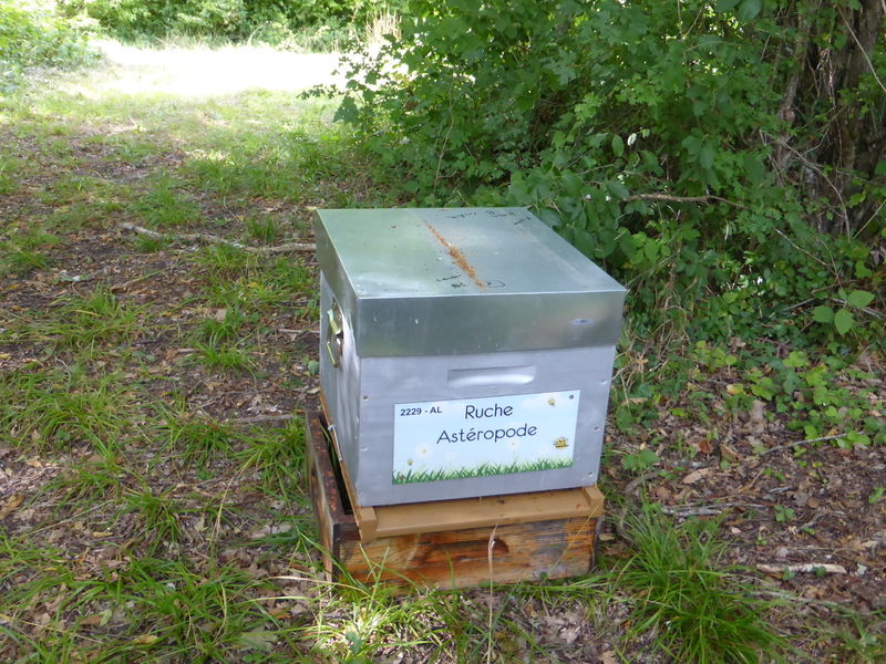 La ruche Astéropode