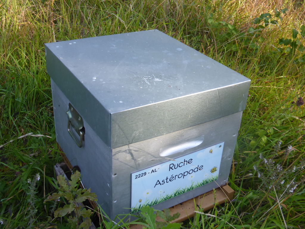 La ruche Astéropode