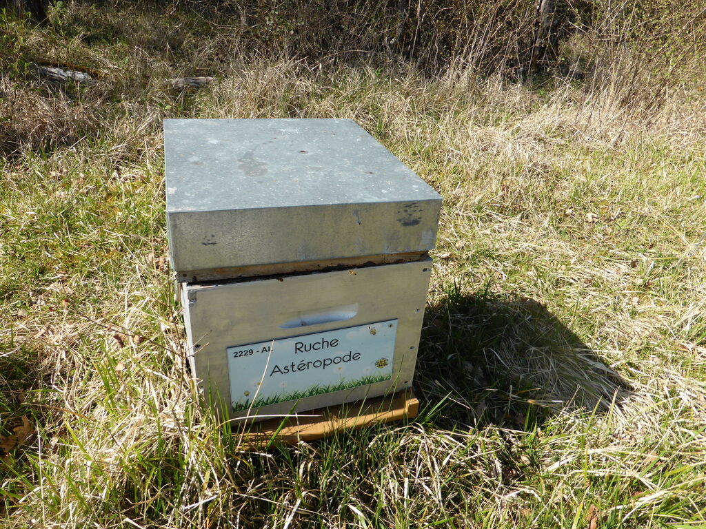 La ruche Astéropode