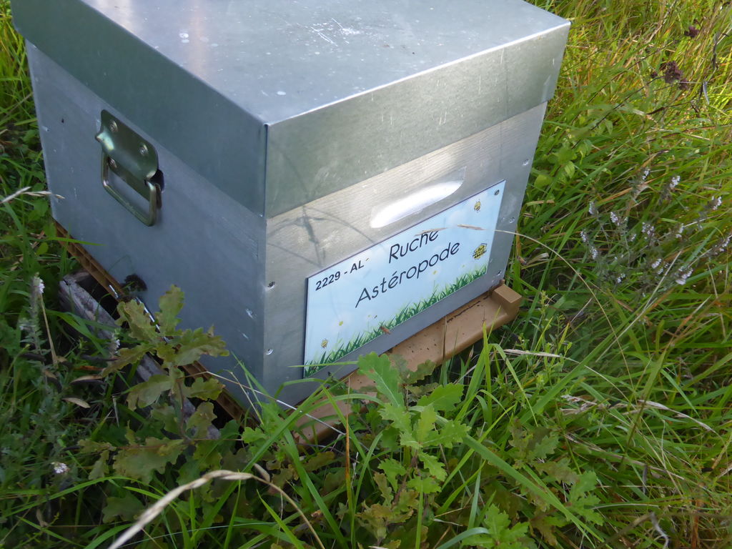 La ruche Astéropode